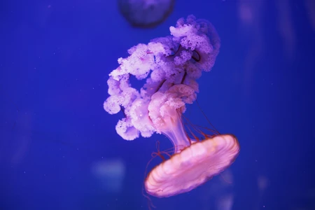 Mesmerizing Jellyfish in Blue Waters