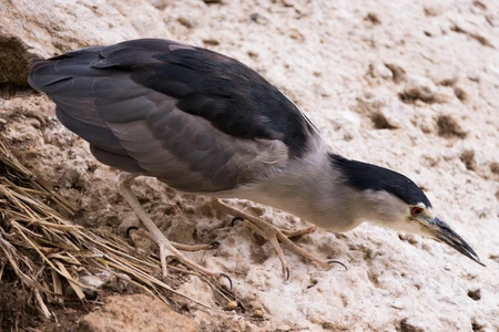 Heron on Rocky Terrain