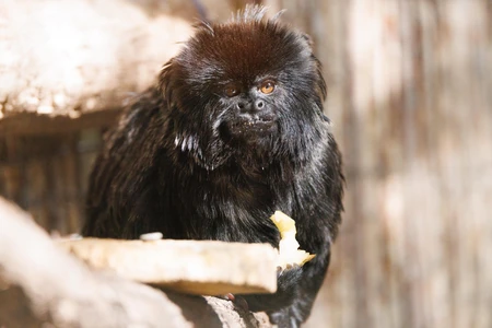 Tamarin Monkey Eating