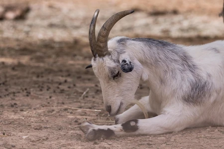 Resting Goat