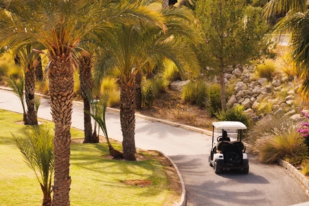 Golf Cart Amongst Palm Trees