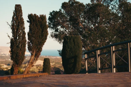 Sunset View with Trees