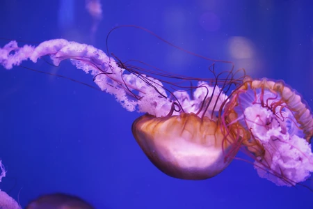 Floating Jellyfish