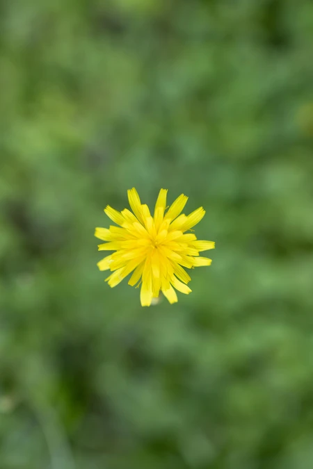 Solitary Dandelion Bloom