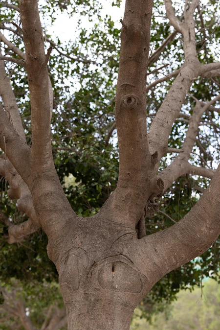 Majestic Tree