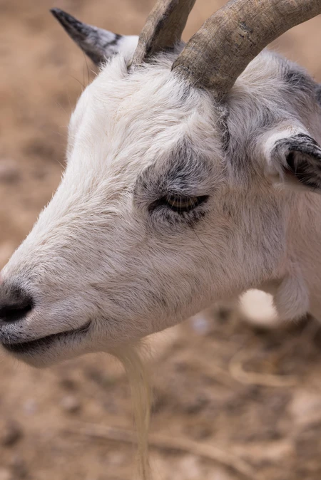 Close-up of a Goat