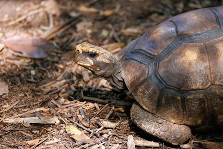 Tortoise on Forest Floor
