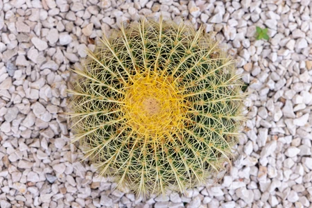 Cactus on Gravel