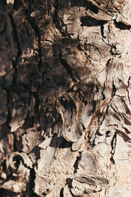 Close-Up of Tree Bark