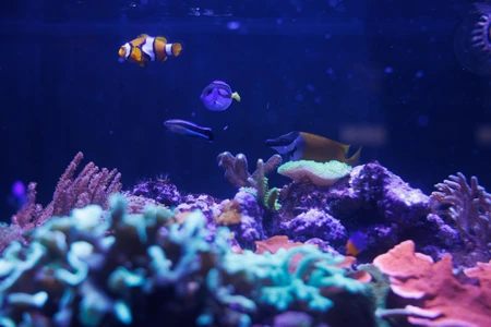 Underwater Coral Reef Scene