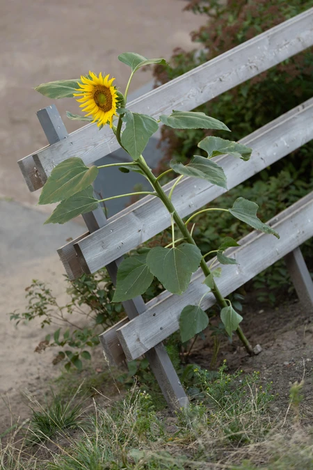 Sunflower Through Fence