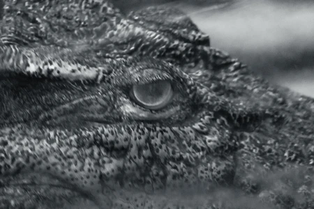 Crocodile Close-Up