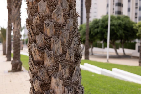 Close-up of Palm Tree Bark