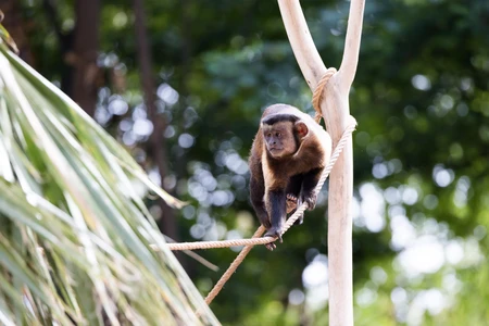 Monkey on a Rope
