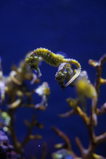 Seahorses in Aquarium