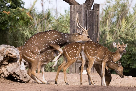 Group of Spotted Deer in Nature