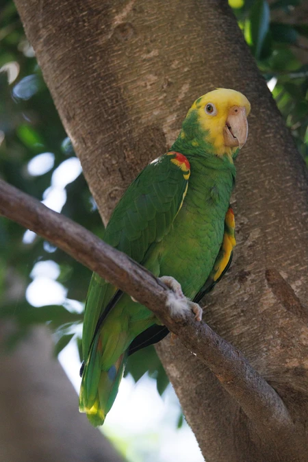 Perched Parrot