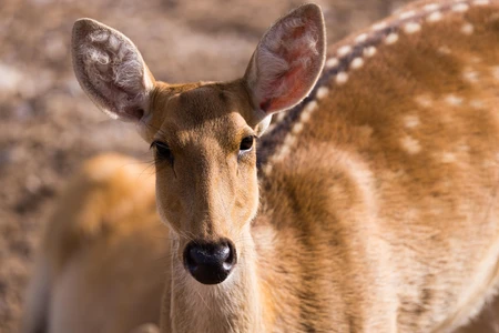 Close-Up of a Deer