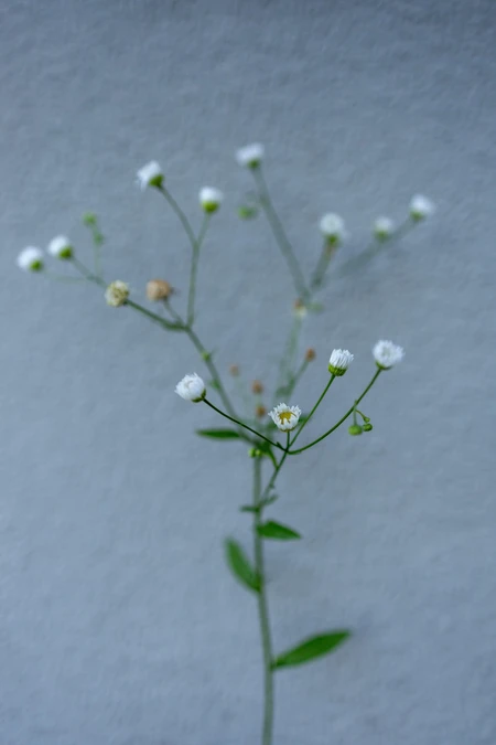 Delicate White Flowers