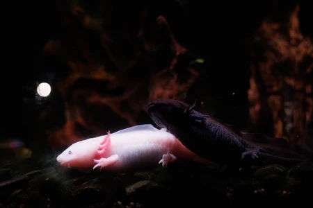 Mysterious Axolotls