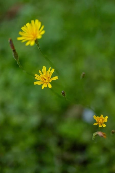Yellow Wildflowers