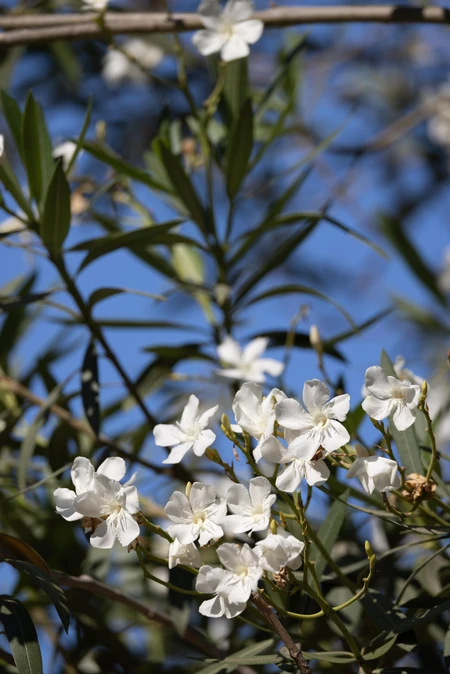 White Blossoms and Blue Sky