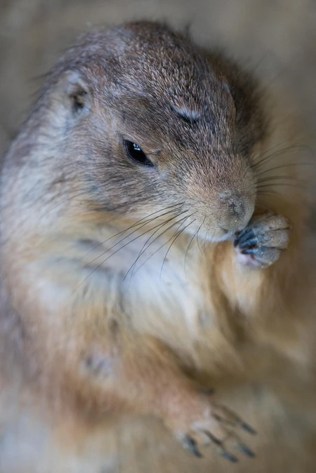 Close-up of a Prairie Dog