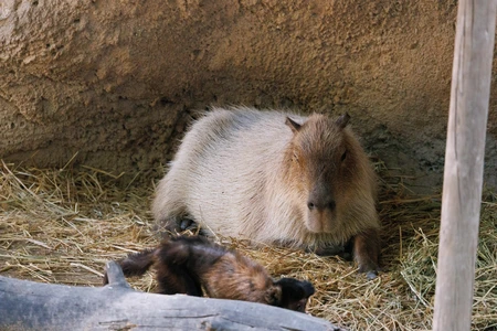 Capybara in Habitat
