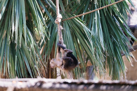 Playful Monkey in Palm Trees