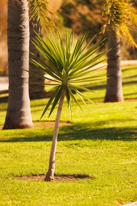 Sunny Park Scenery