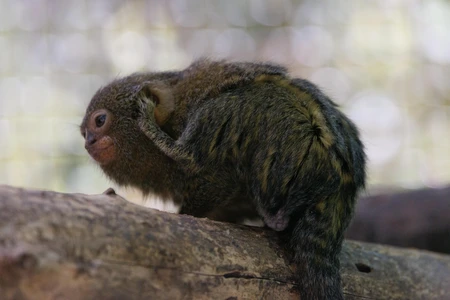 Tiny Primate Perched on a Log