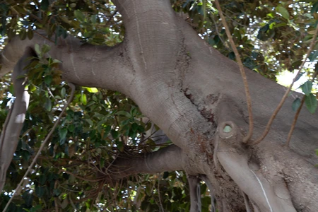 Lush Tree Canopy