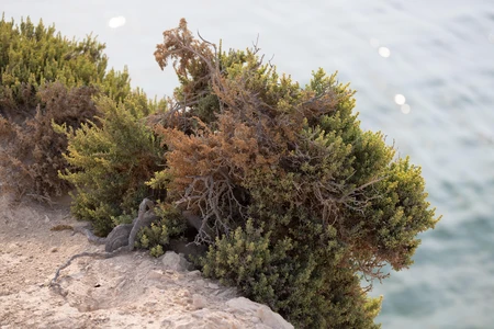 Coastal Foliage