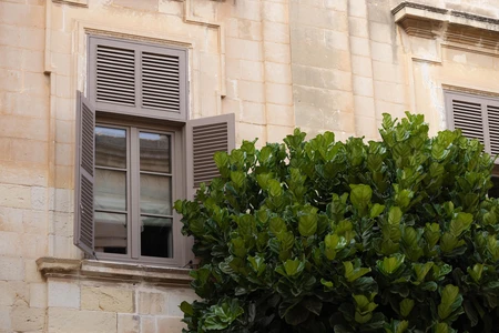 Rustic Window and Greenery