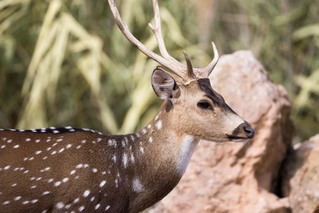 Spotted Deer in Natural Habitat