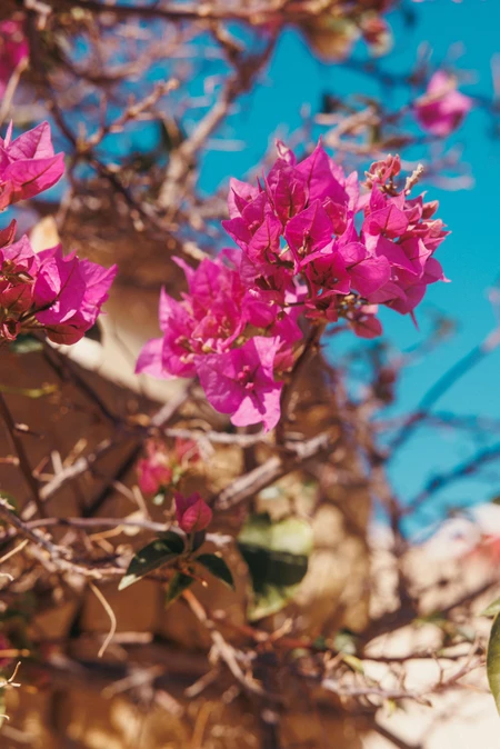 Vibrant Pink Flowers