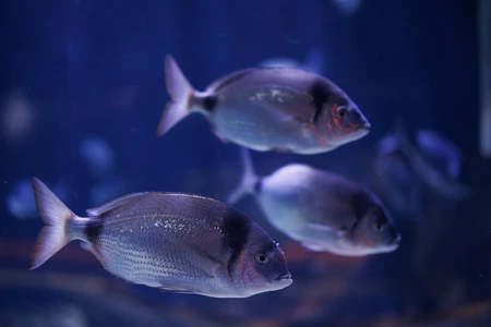 Aquatic Harmony