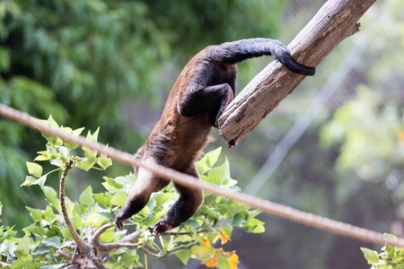 Monkey on a Branch