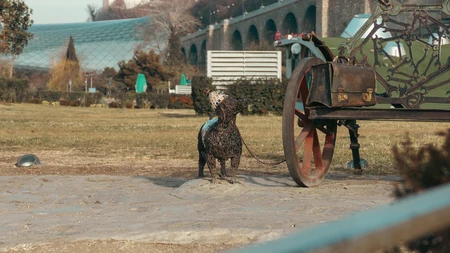 Dog and Carriage in Park