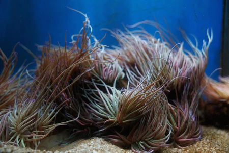 Colorful Sea Anemones