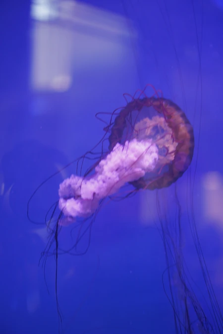 Jellyfish in Blue Waters