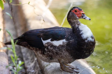 Close-up of a Muscovy Duck