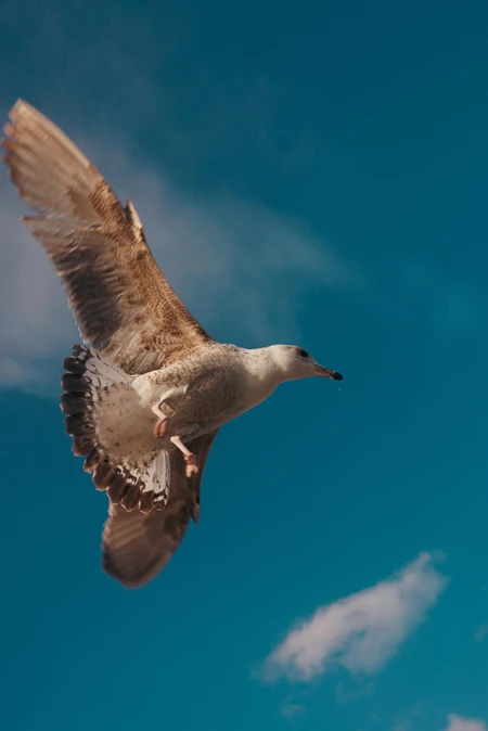 Seagull in Flight