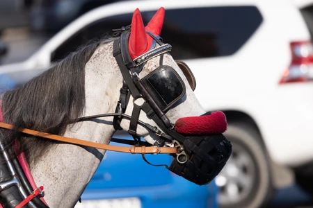 Harnessed Horse in Urban Setting