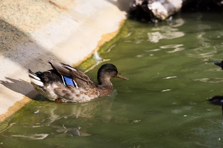 Duck Swimming in Pond