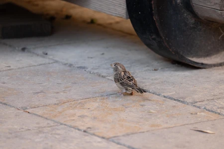 Sparrow on the Pavement