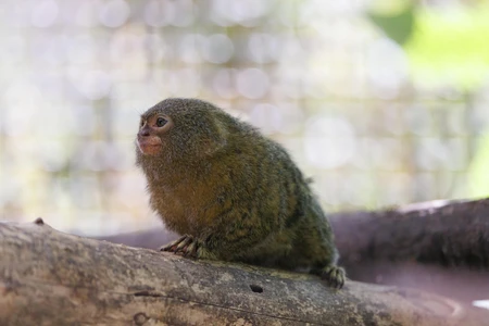 Pygmy Marmoset in Habitat