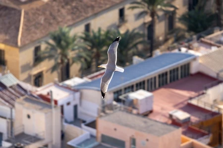 Seagull in Urban Sky