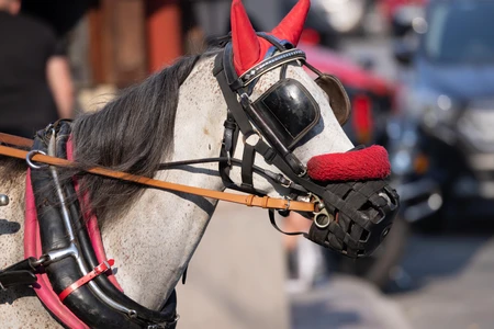 Horse with Protective Gear
