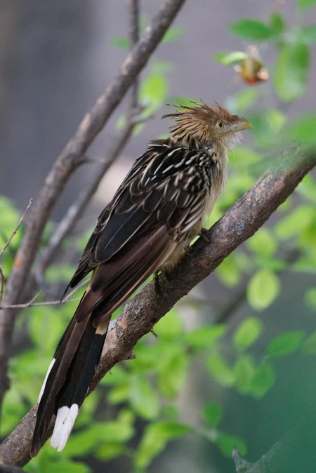 Perched Bird in Foliage